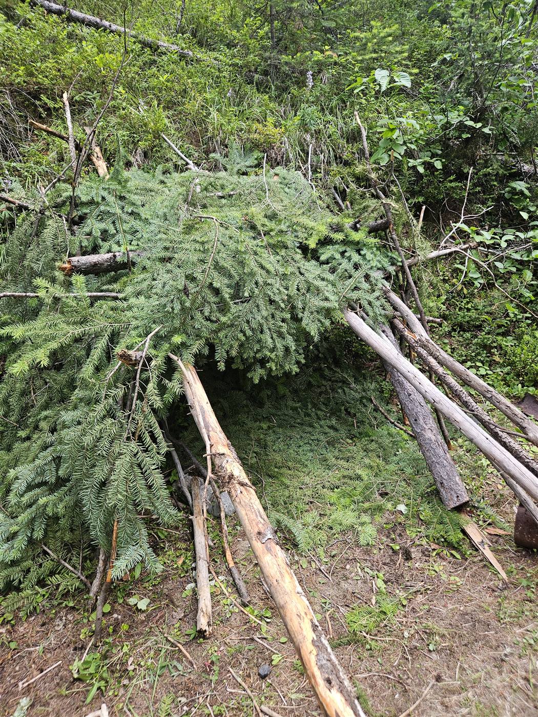 A debris shelter of spruce boughs layered over a ridge frame, tucked into the treeline on Mt. Baldy
