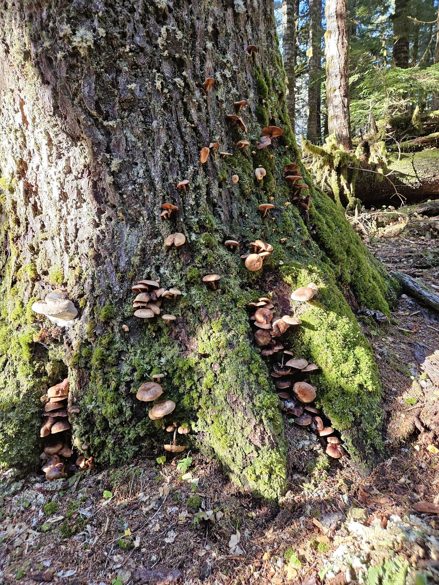 Foraging in the forest
