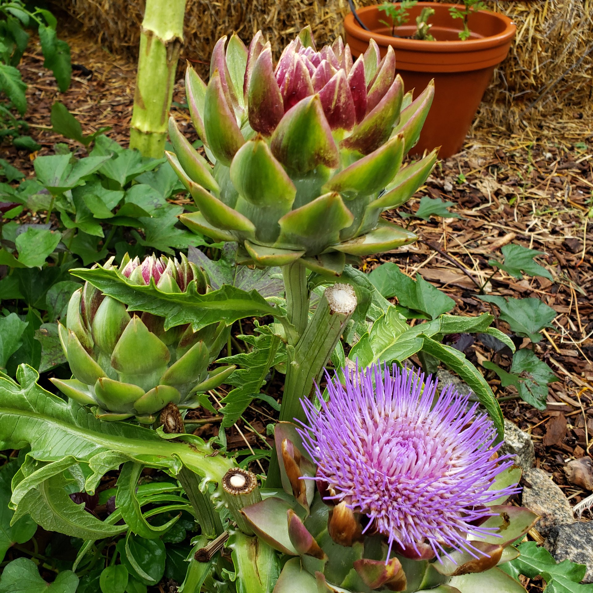 Garden composting and mulching