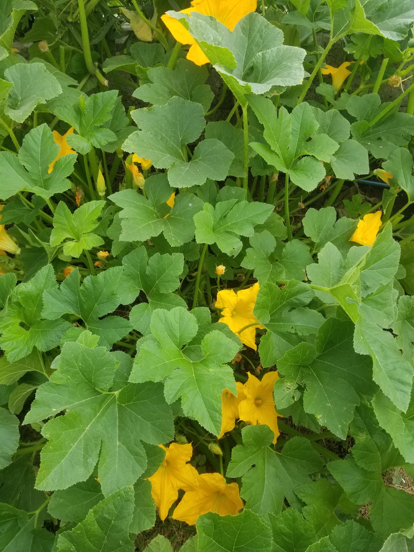 A lush squash patch in full bloom, yellow blossoms scattered through the broad green leaves